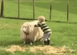 sheep's wool van insulation
